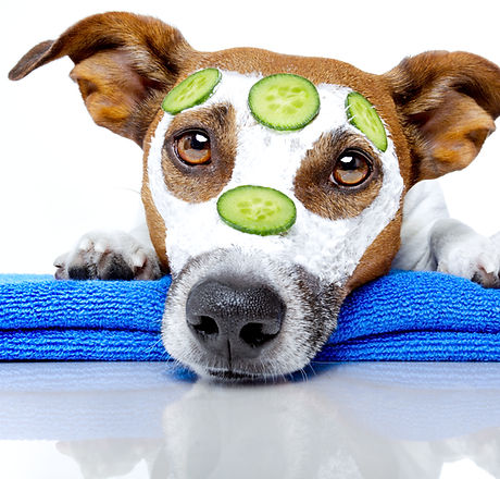 Dog Spa