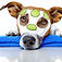 Dog Spa