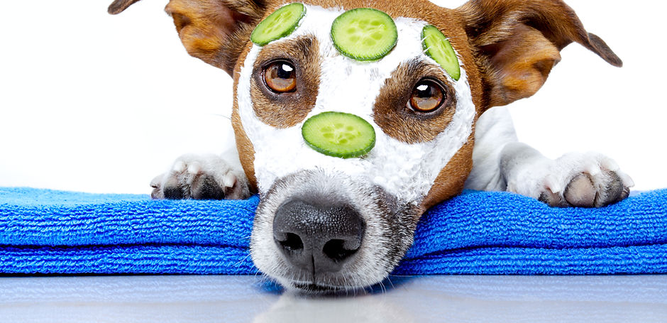 Dog Spa