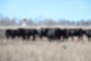 bull group.jpeg