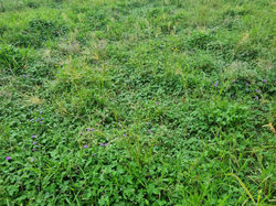 Siratro in Butho paddock