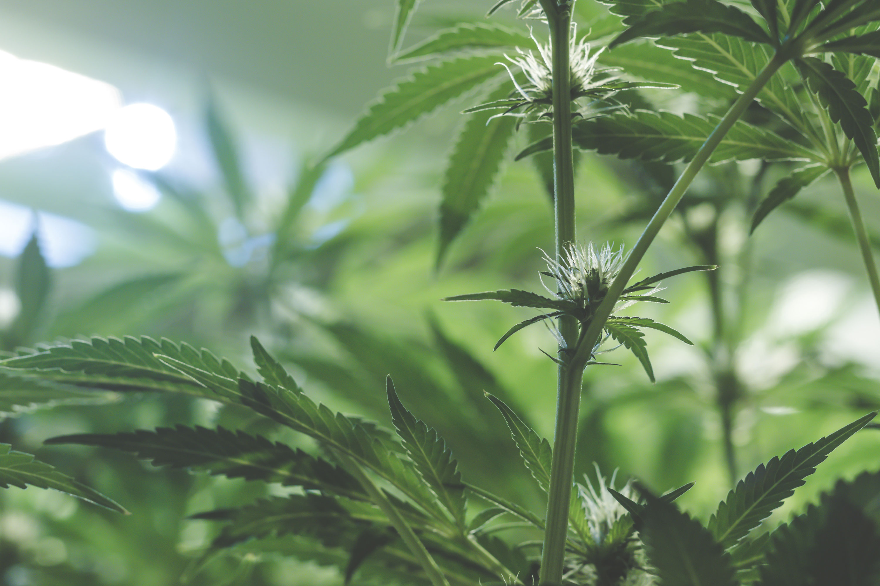 CBD Starter Kits