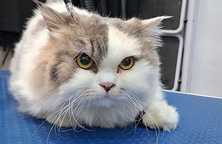 WhatsApp Image 2025-11-14 at 8.51.29 PM (1).jpeg