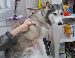 Huskey Shave.jpeg