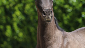 ZONIK'S MORRICONE ZS