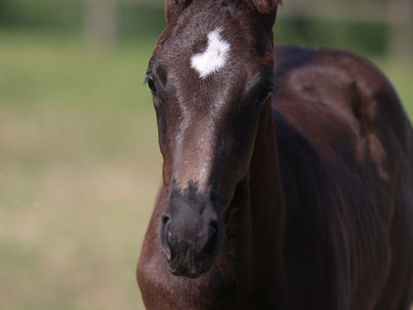 DELANO OF DE NIRO ZS