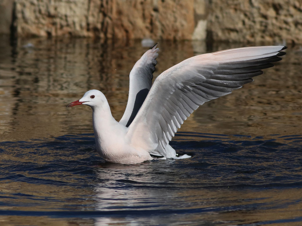 Slender-billed Gull