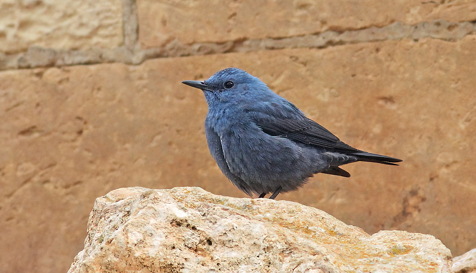 Image of Malta's national bird, the Blue Rock Thrush
