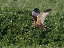 Gallery Photo MarshHarrier5.jpg