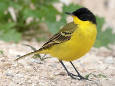 Gallery Photo yellowWagtail4.jpg