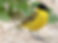 Gallery Photo yellowWagtail4.jpg