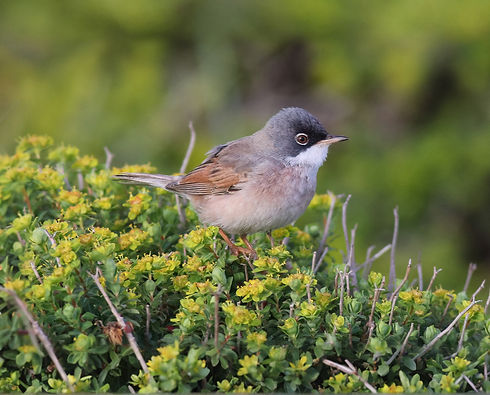 Background Photo SpectacledWarbler on Erika3_edited.jpg