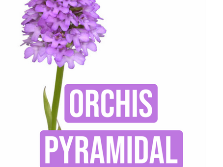 KLOSBAM RIEMESCHEN | ÖKOLOGESCH KOMPENSATIOUNE