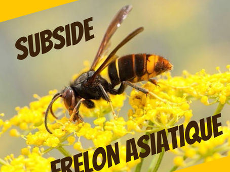 FRELON ASIATIQUE