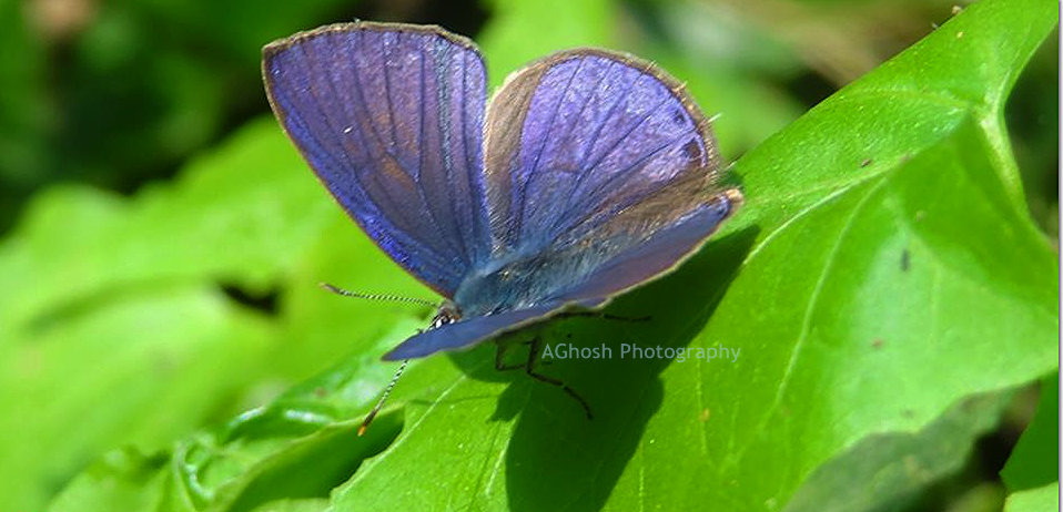 How to attract butterflies in your concrete jungle garden? 