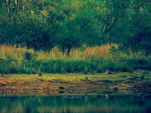 Tadoba Andheri Tiger Reserve.JPG