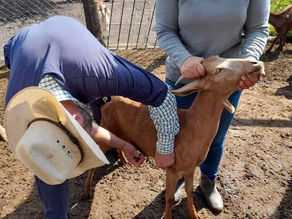 Lleva Nava Servicios de Atención Pecuaria a Santa Rosa Jáuregui