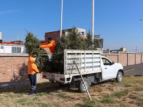 En Corregidora se abren cuatro centros de acopio para árboles navideños