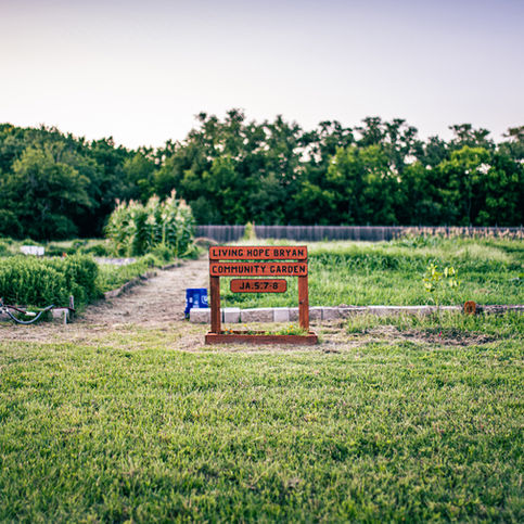 A community garden picture