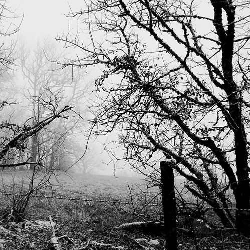 Champ et Brouillard