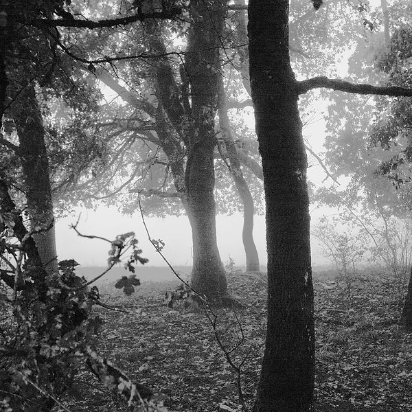 Sous les chênes