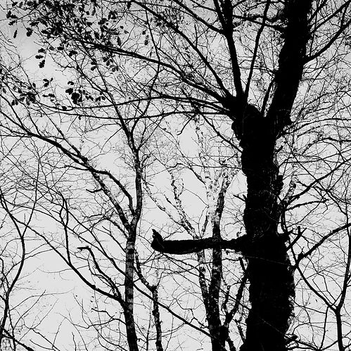 La Branche