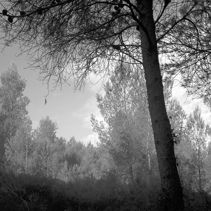 5-SDIM2580CARRE_1500px.JPG