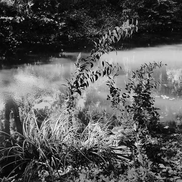 21-SDI2368_CARRE_NZ_1500px.JPG