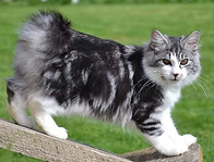 blacksilverblotched&blanc.jpg