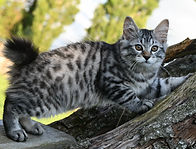 blacksilverspotted.jpg