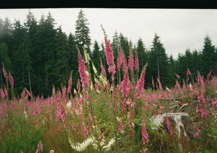 Pacific Northwest + Alaska