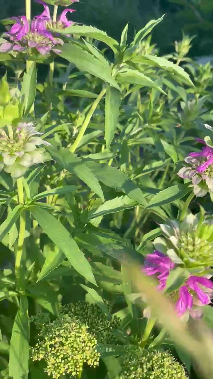 Thumbnail: Botanical Face Serum