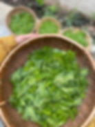 Thumbnail: Forest Floor Seasonal Shrub