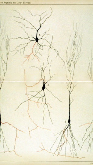 Little Things That Actually Help: Boosting Your Brain Chemistry Naturally
