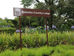 Bulembu Business Tour