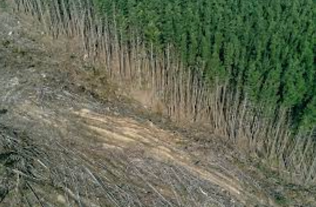 Deforestation.png