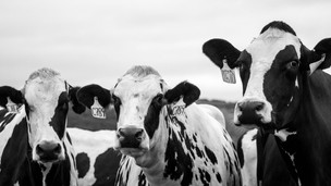 Agriculture - Dairy