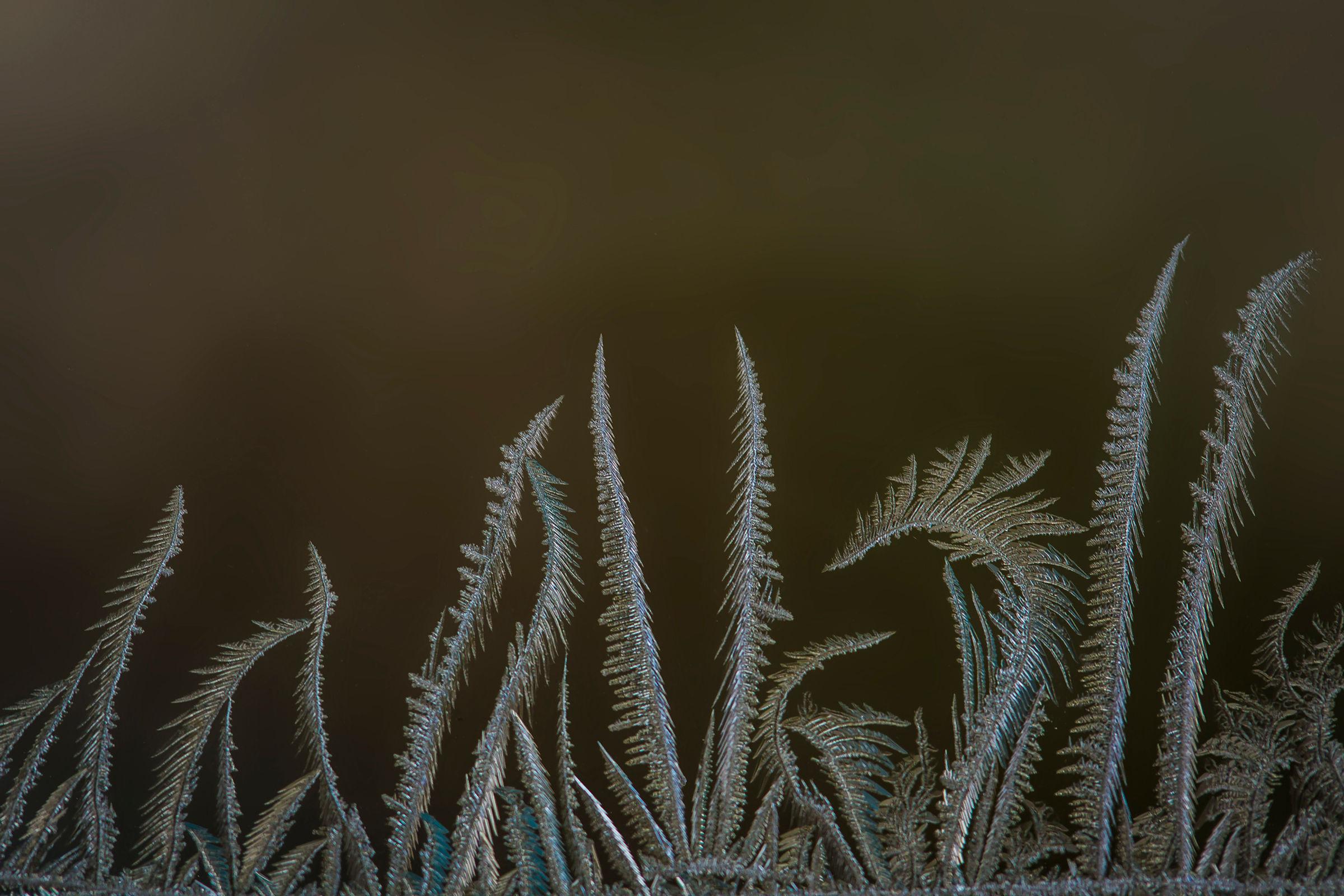 Tall curved blades of window frost sway like a field of wheat against a dark earthy background — Winter Wheat window ice prin