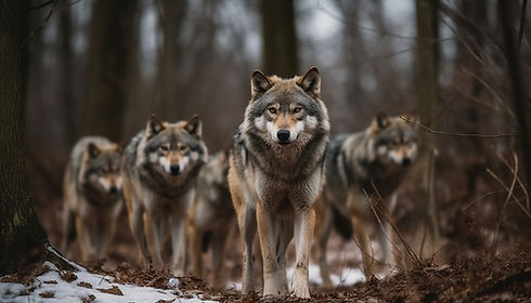 medium-vecteezy_gray-wolf-walking-in-snow-looking-at-camera-with-focus_24581544_medium.jpg