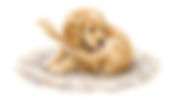 Vaginitis in Dogs | Adler Veterinary Hospital