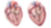 Cardiomyopathy (HCM) in Cats | Adler Veterinary Hospital