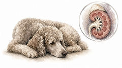 Painted illustration of Addison's disease in a dog