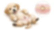 Umbilical Hernia in Dogs | Adler Veterinary Hospital