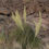 Thumbnail: Sacahuista Bear-Grass, Nolina microcarpa, container plant