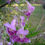 Thumbnail: Desert Willow, Chilopsis linearis, container plant