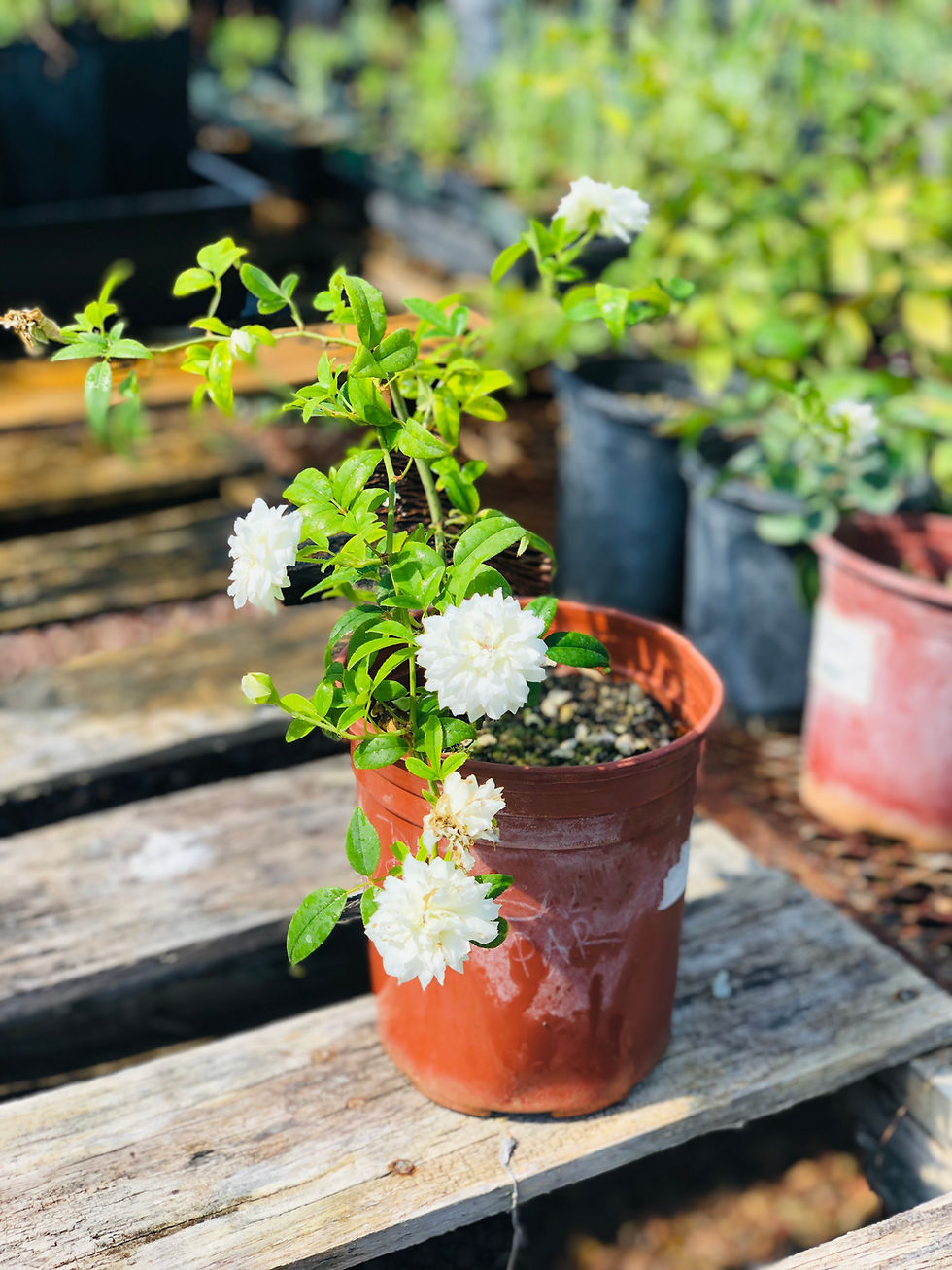 Thumbnail: Climbing Heritage Rose, Rosa sp., container plant