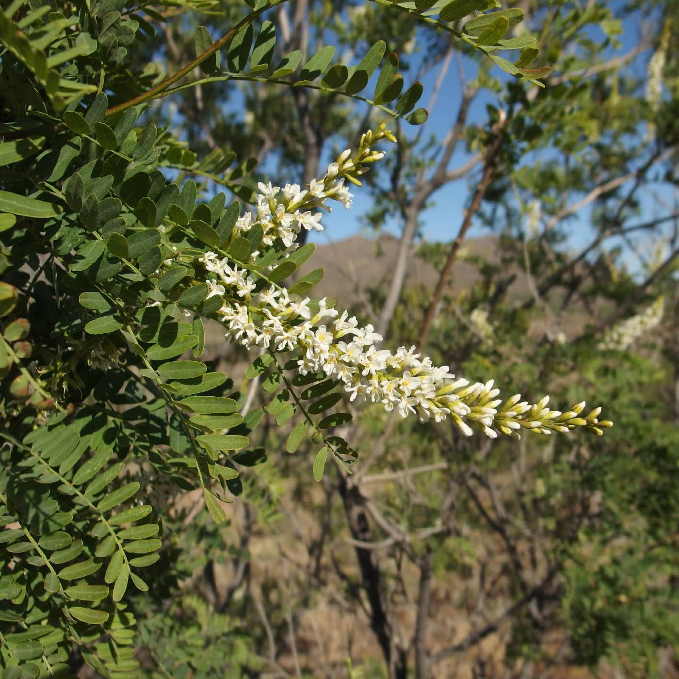 Desert Kidneywood, Eysenhardtia orthocarpa, container plant