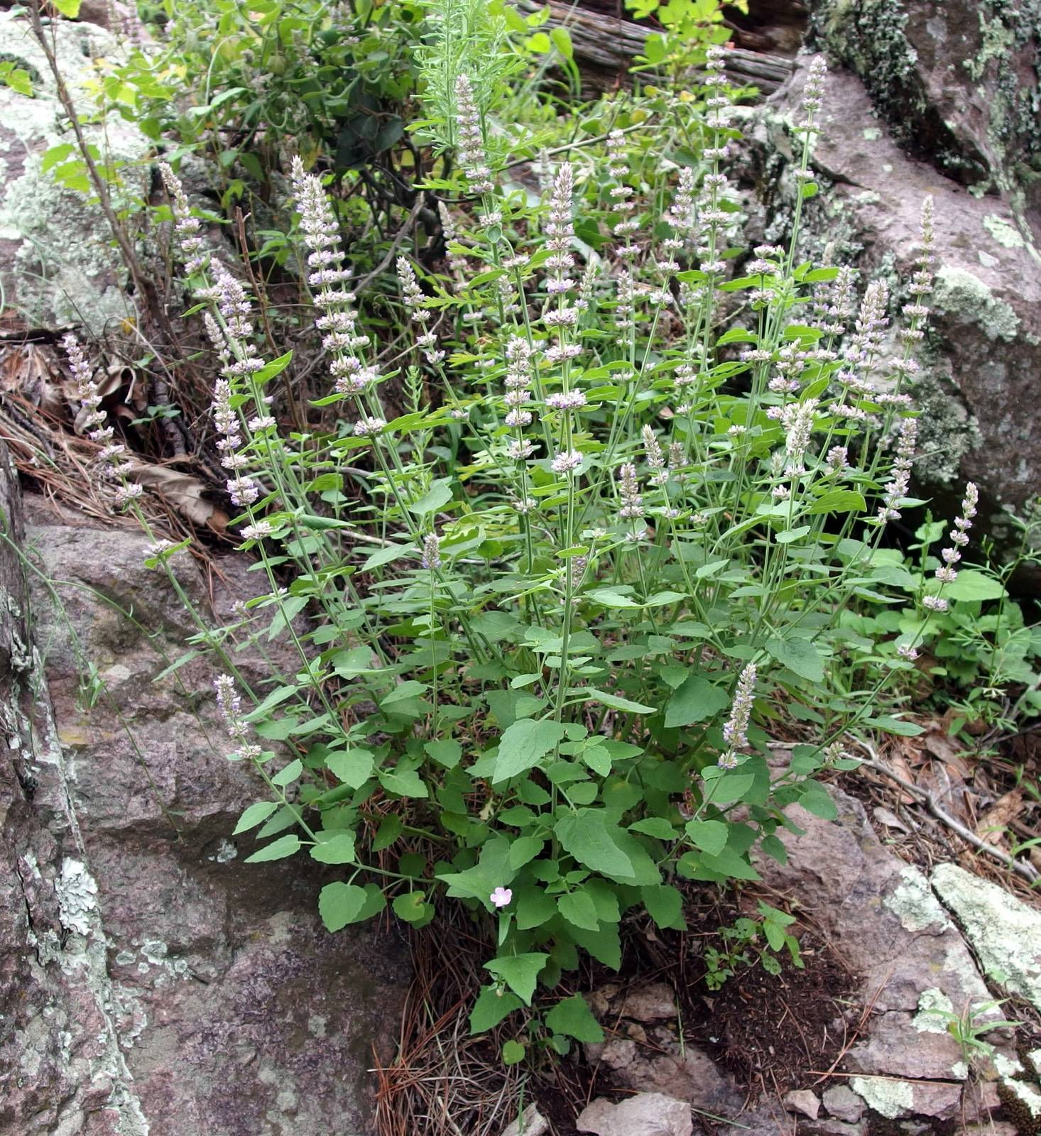 Sonoran Giant Hyssop Seed, Agastache wrightii