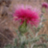 Yellow-Spine Thistle, Cirsium ochrocentrum, container plant