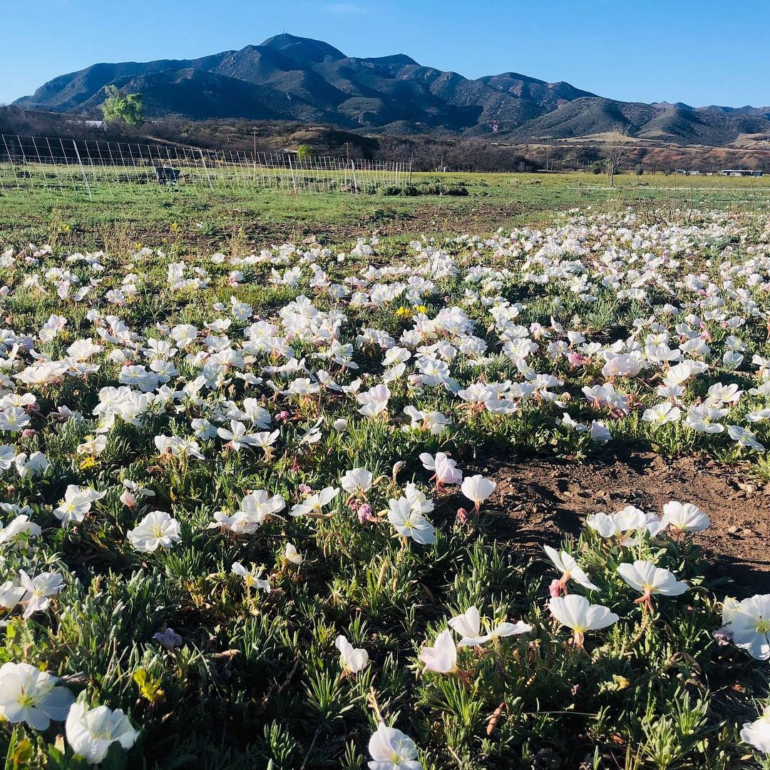 Prairie Evening Primrose Seed, Oenothera albicaulis